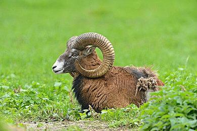 手游《蔚蓝档案》国服首爆PV 游戏预约正式开启