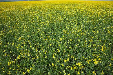 《幻兽帕鲁》PvP模式“帕鲁竞技场”首爆预告 今年上线