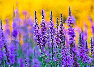 恋爱模拟《Eternights》宣布登陆NS Steam特别好评